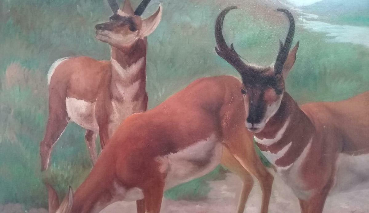 FINE Antique Oil canvas painting / Animal Collector